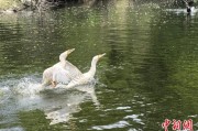 抽签看事吉林：罕见白鸬鹚连续两年“故地重游”