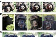 抽签看事国际最新研究：机器人“打哈欠” 黑猩猩被传染